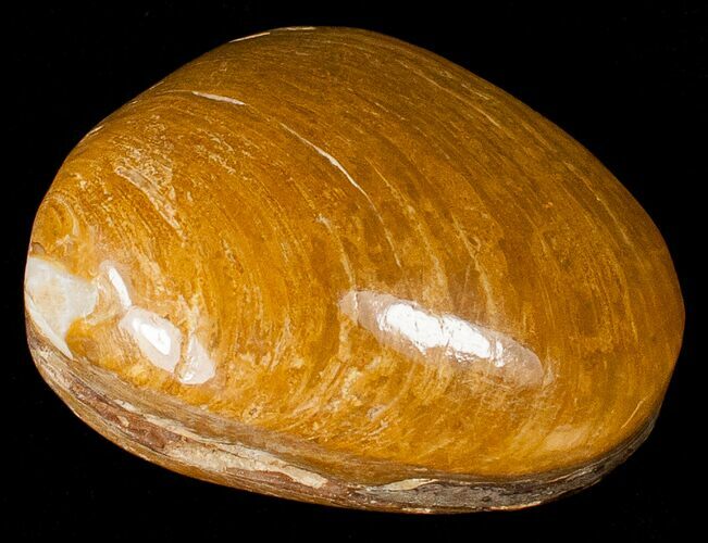 Wide Polished Fossil Clam - Jurassic #17507